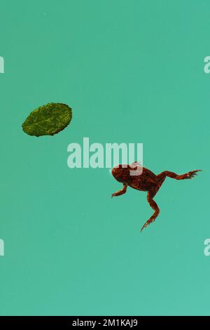 frog swimming in a pond Stock Photo