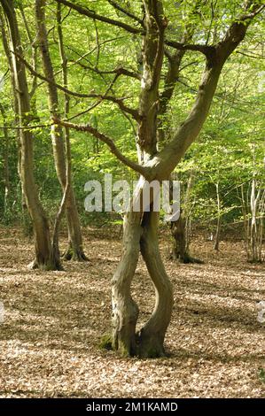 Twisted Hornbeam (Carpinus betulus), Queen's Wood, Highgate, London, UK Stock Photo