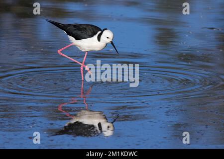A Pied Stilt (himantopus himantopus) feeds in the shallows.Bundaberg Australia