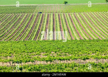 view of spring vineyards near Velke Pavlovice from lookout  tower, Southern Moravia, Czech Republic Stock Photo