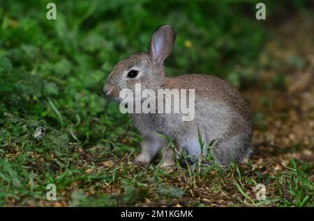 Rabbit oryctolagus cuniculus Stock Photo