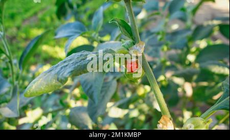 Withania somnifera plant. Commonly known as Ashwagandha (winter cherry), is an important medicinal plant that has been used in Ayurved. Indian ginseng Stock Photo