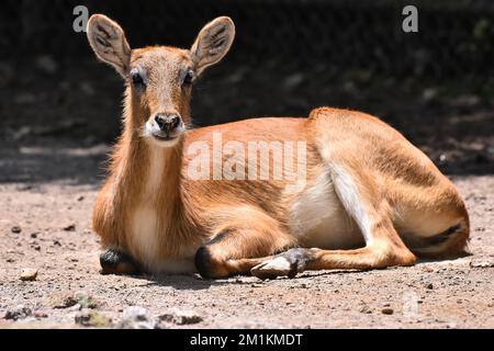 Non Exclusive: A Impala species  seen in its habitat during a species conservation program, the zoo has 1803 animals in captivity at Chapultepec Zoo. Stock Photo