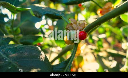 Withania somnifera plant. Commonly known as Ashwagandha (winter cherry), is an important medicinal plant that has been used in Ayurved. Indian ginseng Stock Photo