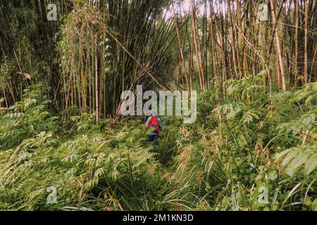 Rear view of a hiker in the bamboo forest zone of Gatango Forest, Kenya Stock Photo