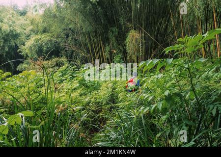Rear view of a hiker in the bamboo forest zone of Gatango Forest, Kenya Stock Photo