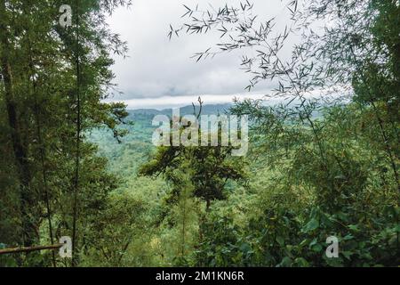 Trees in the forest at Gatango Forest, Kenya Stock Photo