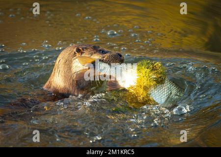 FESTIVE images of an otter holding a large fish wrapped in reed that looks like Christmas tinsel has been at the Stroud Water Canal Stock Photo