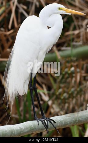 A great egret (Ardea alba) perches on a fence. Pantanos de Villa Wildlife Refuge, Chorrillos, Lima, Peru Stock Photo