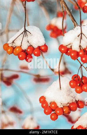 Winter frozen viburnum under the snow. Viburnum in the snow. Red berries. Wonderful winter Stock Photo