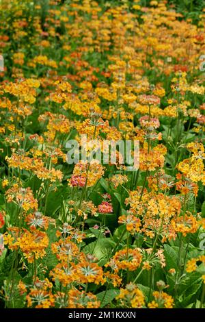 Orange flowers of candelabra primula Primula bulleyana. Stock Photo