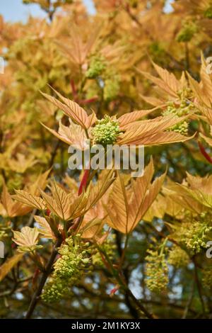 Young leaves of tree Acer pseudoplatanus Brilliantissimum Stock Photo