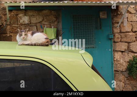 A close-up shot of a stray cat laying on a pistachio-colored car Stock Photo
