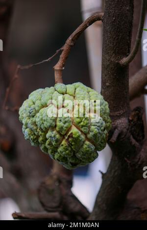 ripe fruit  of sugar apple (Annona squamosa) Stock Photo