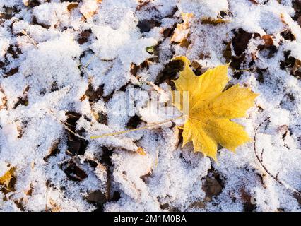 A fallen yellow maple leaf lies on snow covered ground Stock Photo