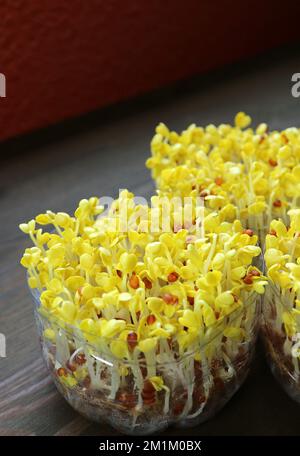 Yellow Color Japanese Daikon Sprouts after the Blackout Period Continue Growing in Natural Light Stock Photo