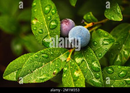Image of Wild Lowbush Blueberries Vaccinium angustifolium showing a ripe berry with deep green foliage and water droplets. Stock Photo