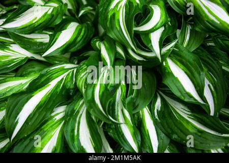 Fresh green and white leaves with rain drops texture, natural background, Decorative garden plant Hosta.  Stock Photo