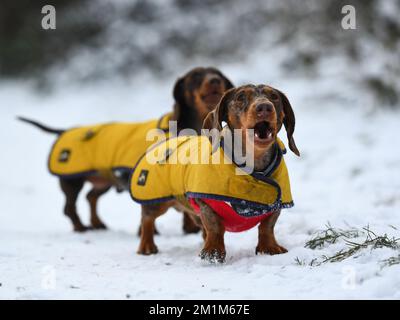 Wimbledon Common, London, UK. 13th December, 2022. A pair of Dachshunds enjoying the snowy conditions on Wimbledon Common: Credit: Ashley Western/Alamy Live News Stock Photo