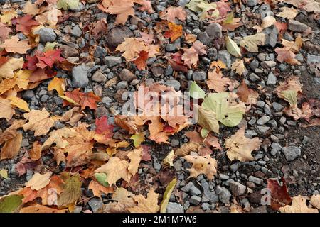 A dry maple leaf on the ground during fall season Stock Photo