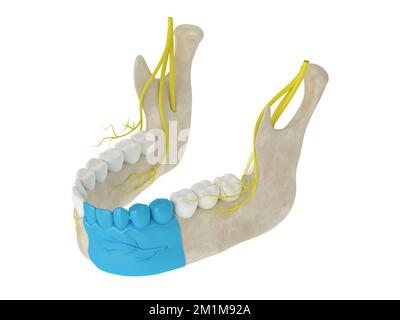 Mandibular arch with incisive nerve block. Types of dental anesthesia concept. Stock Photo