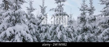 fir trees covered with snow in forest at winter. banner Stock Photo