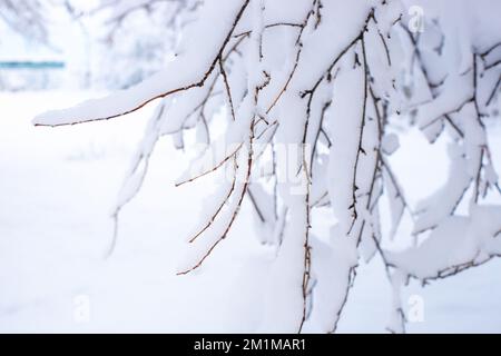 Tree branches covered with snow on a winter day, selective focus. Christmas background. Stock Photo