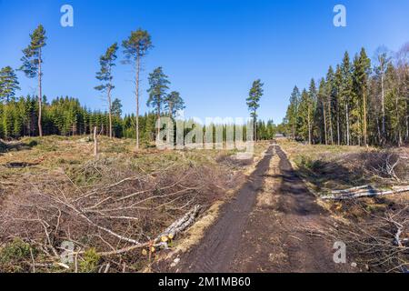 Dirt road on a clearcutting area at spring Stock Photo