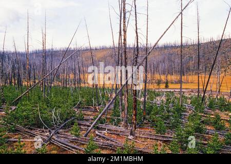 Forest after a forest fire Stock Photo