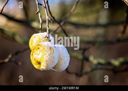 Frost on apples on tree partially melted by winter sunshine. Stock Photo