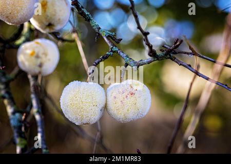 Frost on apples on tree partially melted by winter sunshine. Stock Photo
