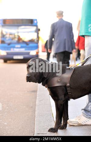 Guide dog being trained Stock Photo