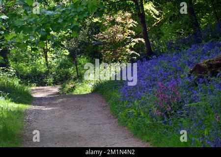 Wild Native Bluebells (Hyacinthoides Non-scripta) by the Georgian Ride (Lost Valley) in the Lost Gardens of Heligan, St.Austell, Cornwall, England,UK. Stock Photo