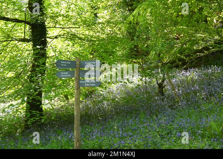 Wooden Signpost in the Woods at at the Lost Gardens of Heligan, St.Austell, Cornwall, England, UK. Stock Photo