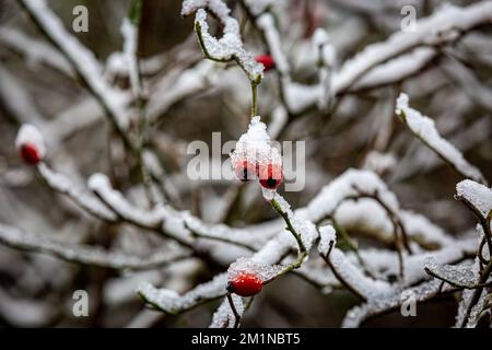 Snow covered rose hip berries on a cold December day Stock Photo