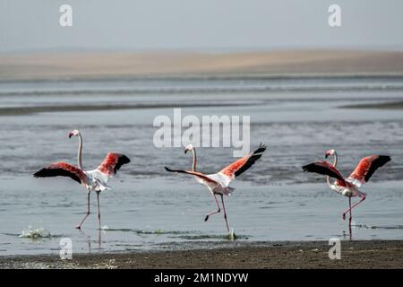 Three flamingos with wings outstretched for take off on the Skeleton Coast Stock Photo