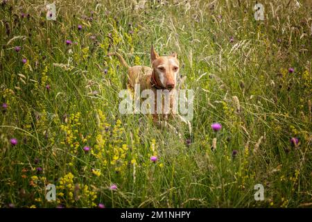 Podenco Andaluz running in a field in the summer almost hidden Stock Photo