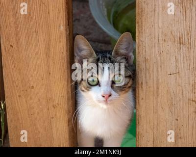 Young curious cat with green eyes peeking out from behind a wooden fence Stock Photo