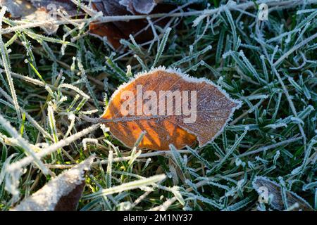 Frosted leaves on the ground. A cold and frosty winter close up of leaves and grass. Stock Photo