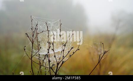 Beautiful spider web on branch in autumn Stock Photo