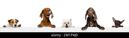 Composite image of funny cute dogs different breeds posing isolated over white studio background. Concept of fashion, pets love, animal life. Look Stock Photo