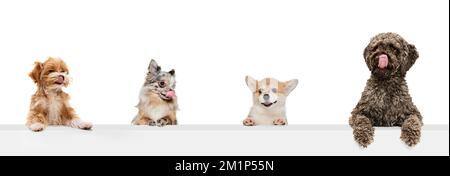 Composite image of funny cute dogs different breeds posing isolated over white studio background. Concept of fashion, pets love, animal life. Look Stock Photo