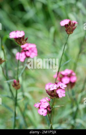 Dianthus carthusianorum, German pink, Dianthus clavatus, perennial, flowers, reddish magenta Stock Photo