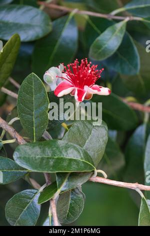 Pineapple guava, Feijoa sellowiana, Acca Sellowiana, flowers with red/white petals enveloping bright red stamens Stock Photo