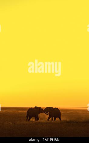 Two African Elephants meeting and stroking each other on the Etosha