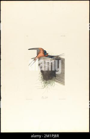 Barn swallow : Hirundo americana. Male, 1. Female, 2. c.1 v.2 plate 173 , Birds, Nests, Barn swallow. The Birds of America- From Original Drawings by John James Audubon Stock Photo