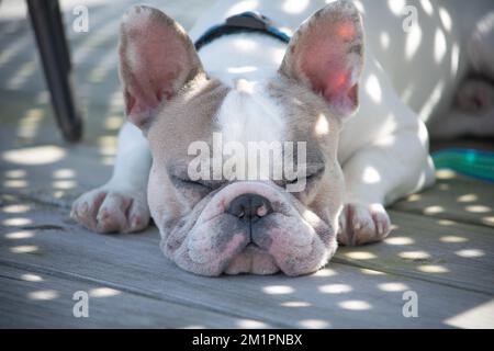 The French Bulldog sleeping on wooden floor Stock Photo