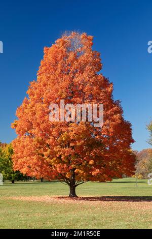 Sugar Maple Erable A Sucre Acer Sugar Maple Tree in full fall colors. Ontario Canada. saccharum Stock Photo