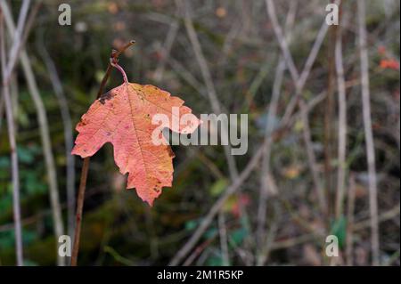 Autumnus folium rufo-luteum, Viburnum acerifolium. Background est blurry. Stock Photo