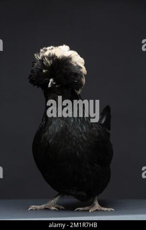 A Black Polish Chicken against a dark background Stock Photo